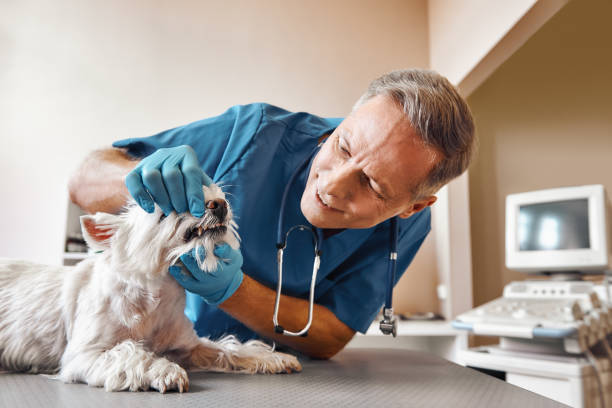 Best Emergency Dental Care for Broken or Chipped Teeth in North Bellport, NY
